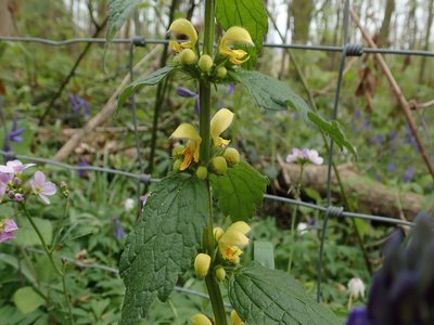 Yellow Archangel