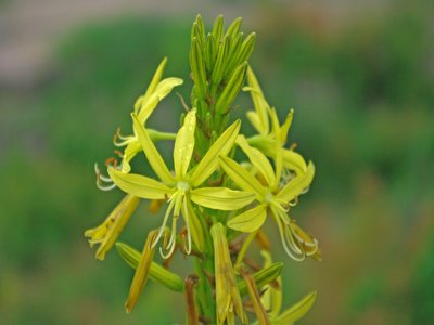 Yellow Asphodel