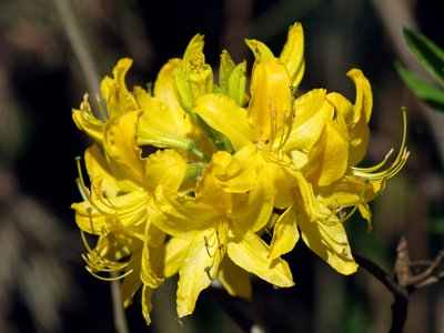 Yellow Azalea