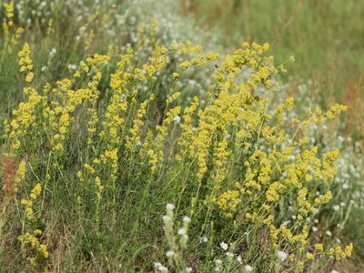 Yellow Bedstraw