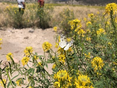 Yellow Beeplant