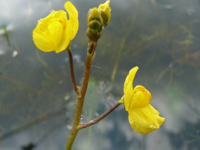 Yellow Bladderwort