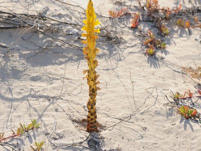 Yellow Broomrape