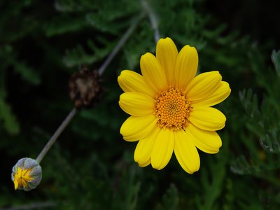 Yellow Chamomile