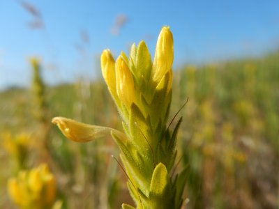 Yellow Clover