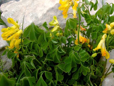 Yellow Corydalis