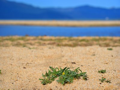 Yellow Cress