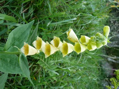 Yellow Foxglove