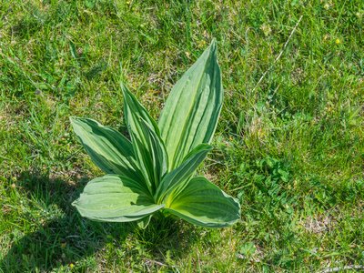 Yellow Gentian