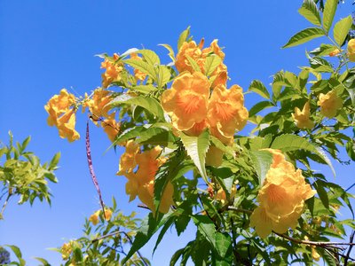Yellow Ginger