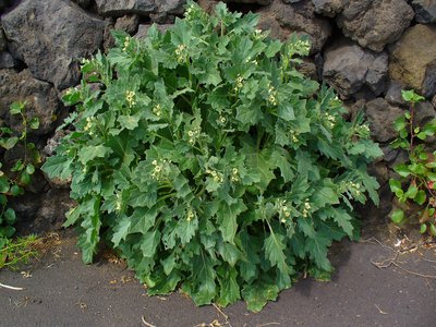 Yellow Henbane