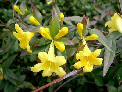 Yellow Jessamine
