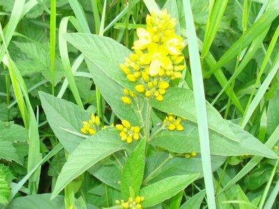 Yellow Loosestrife