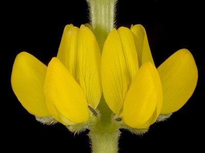 Yellow Lupine