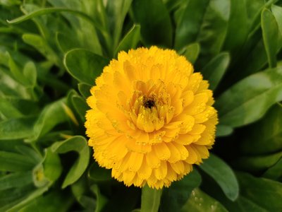 Yellow Marigold