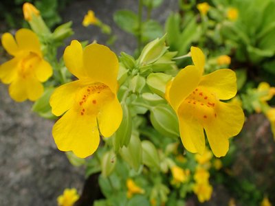 Yellow Monkeyflower