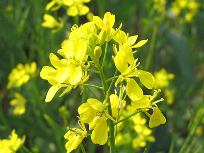 Yellow Mustard