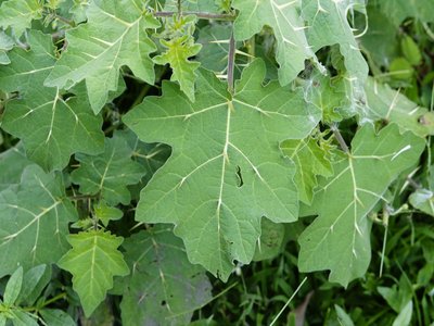 Yellow Nightshade