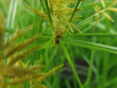 Yellow Nutsedge