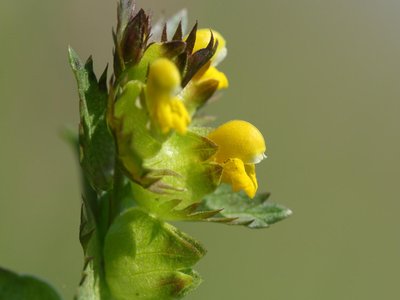 Yellow Rattle