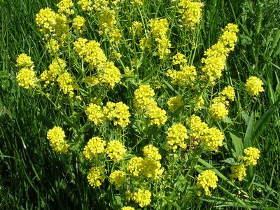 Yellow Rocket Cress