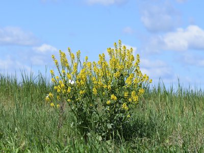 Yellow Rocket