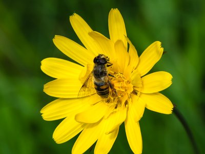 Yellow Salsify
