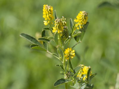 Yellow Sweet Clover
