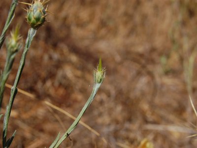 Yellow Thistle