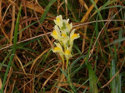 Yellow Toadflax