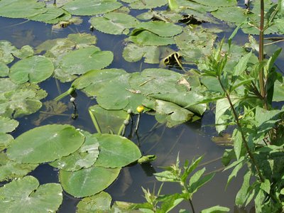 Yellow Waterlily