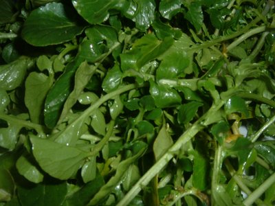 Yellowcress