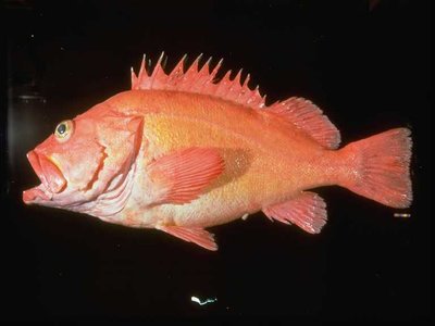 Yelloweye