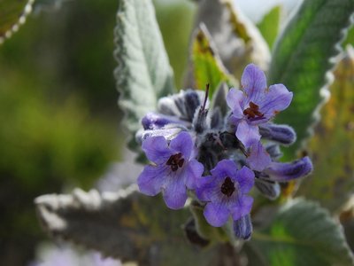Yerba Santa