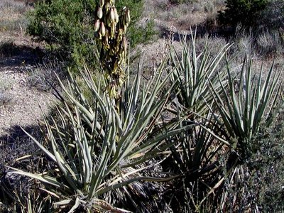 Yucca