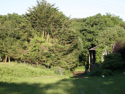 Zeal Grass