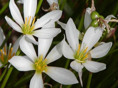 Zephyr Lily
