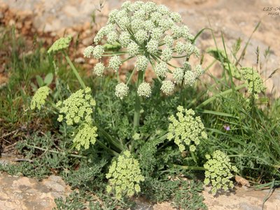 Zosima
