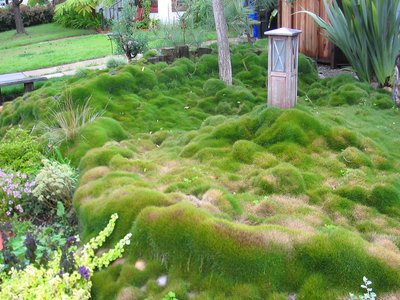 Zoysia