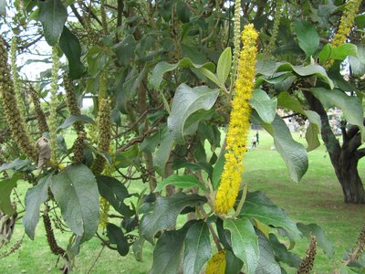 Abatia parviflora