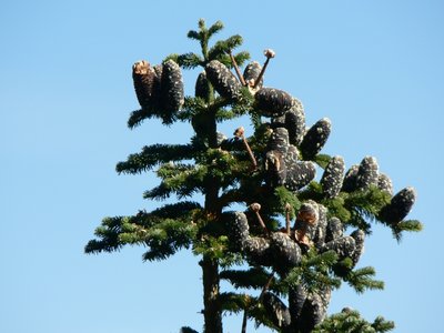 Abies amabilis