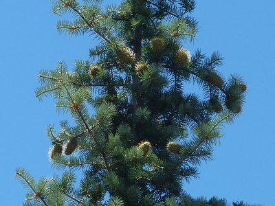 Abies bracteata