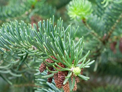 Abies cephalonica