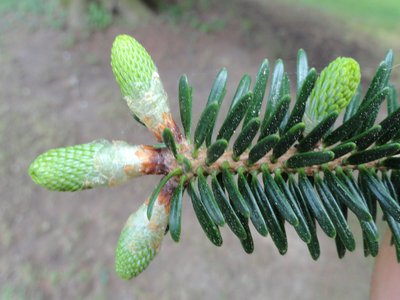 Abies chensiensis