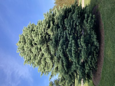 Abies concolor