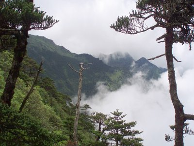 Abies delavayi