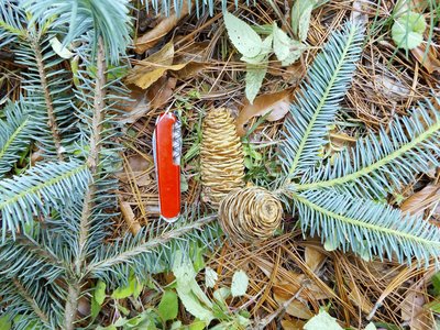 Abies durangensis