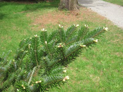 Abies fargesii