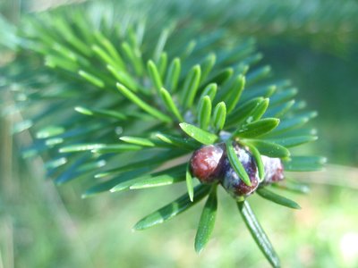 Abies faxoniana