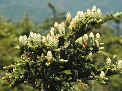 Abies fraseri